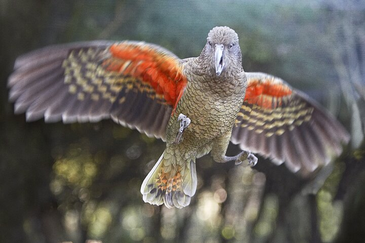 Willowbank Wildlife Reserve Day Entry - Photo 1 of 14